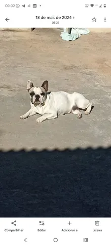 Bulldog francês fêmea para doação