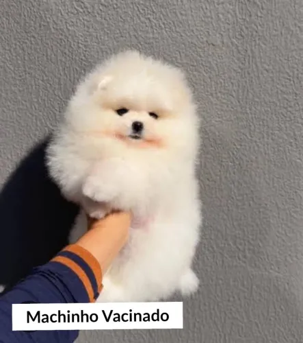 Spitz Anão