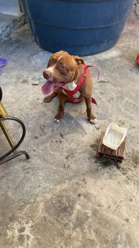 pit bull 1 aninho