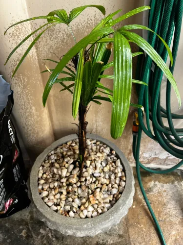 Palmeira Rhapis em vaso de cimento
