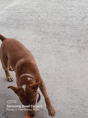 Doa-se cachorro, macho, porte médio