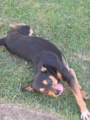 Cachorros, ótimos companheiros, super guardiões e ao mesmo tempo muito carinhosos