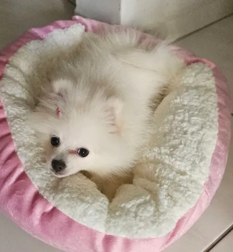 Lulu Pomerânia 