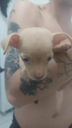 Pinscher 01 macho 