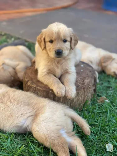 Filhotes Golden Retriever 