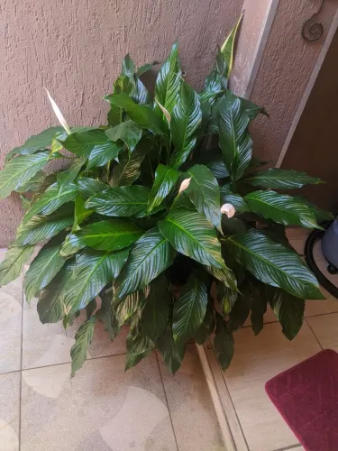 Vaso de plantas