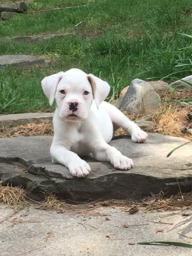 Filhotes De Boxer - Nada Se Compara A Alegria De Ter Um Cachorro