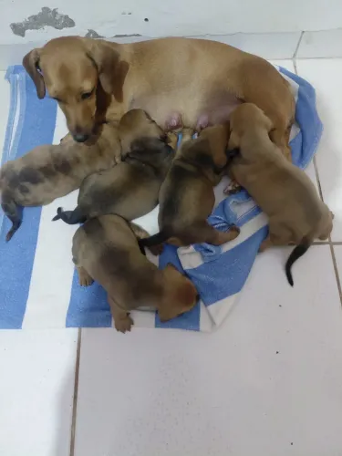Vendo cachorro salchicha