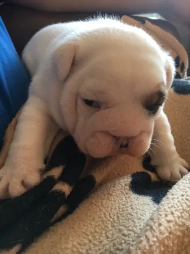 Bulldog Inglês,Bulldog Inglês Filhote Disponível Entrega Facilitada
