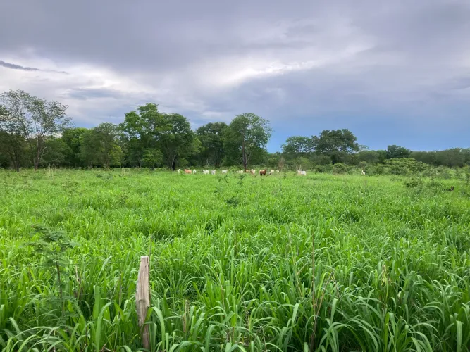 Sitio/Fazenda 40 hectares 