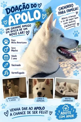 Doação! Lindo Akita