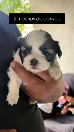Filhote de Shih Tzu