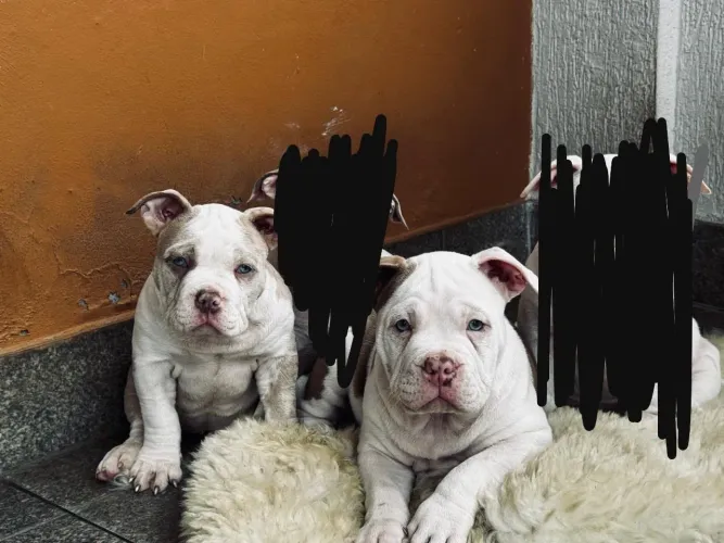 Filhotes de American Bully Pocket 