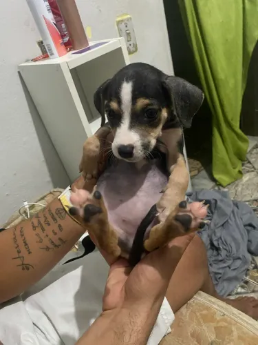 Doação de filhote de pitibul misturado 