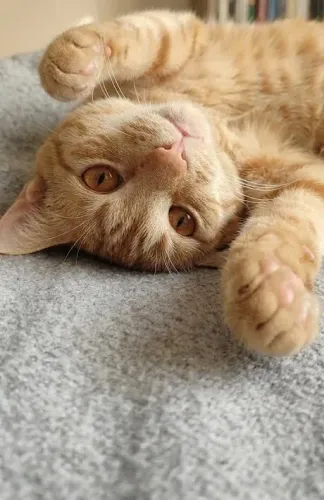 Doação de Gato Laranja Lindo e Brincalhão - Adoção de Gato macho