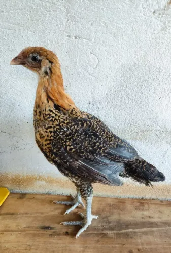 Casal de franguinhos da raça Campine Dourado 