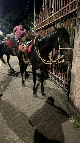 Cavalo