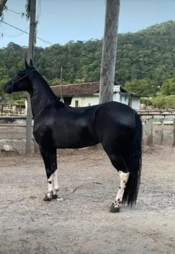 Vendo Égua Mangalarga Marchador