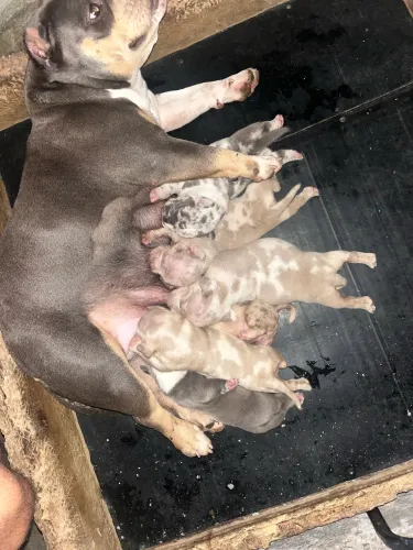 American Bully micro filhotes