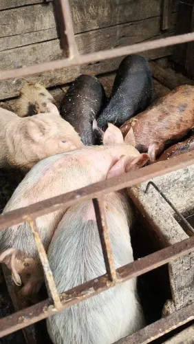 Leitão vendo 150 cada