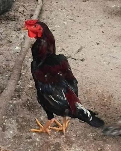 Galo