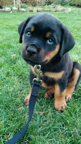 Rottweiler Convocação aberta para o time da sua família