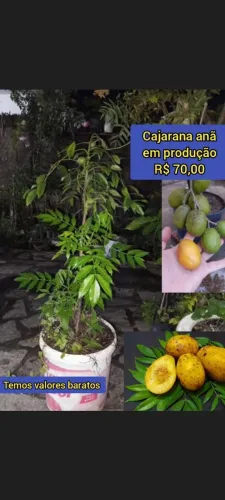 Mudas de Cajarana anã