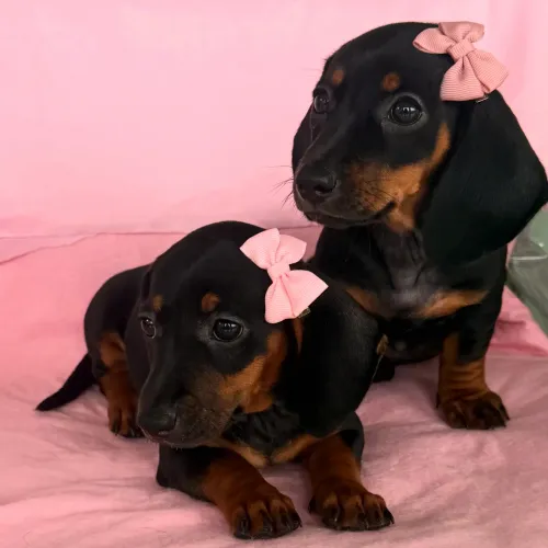 Filhotes de Dachshund ( salsicha) 