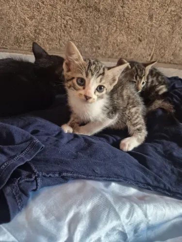 Dos-se gatos filhotes