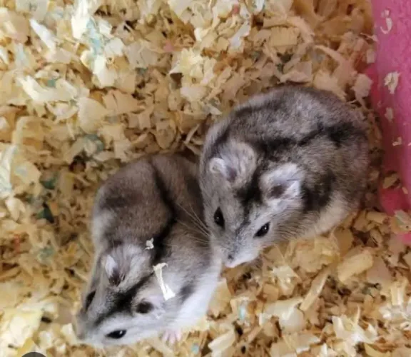Hamster anão