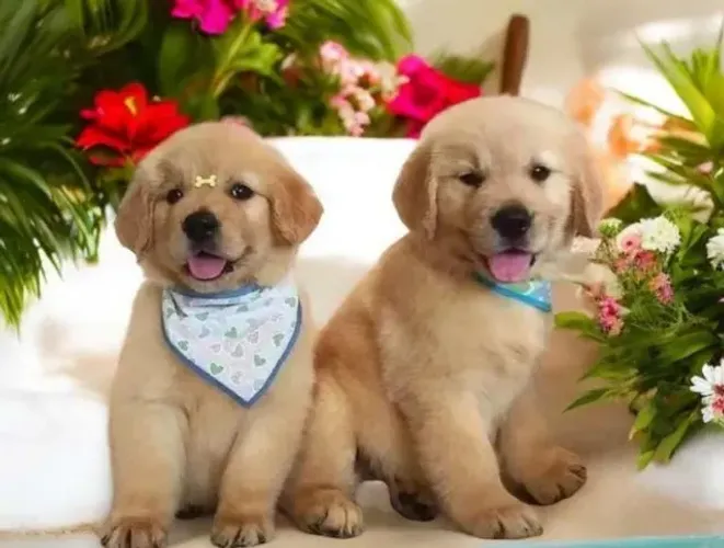Golden Retriever Filhotes Puríssimos.