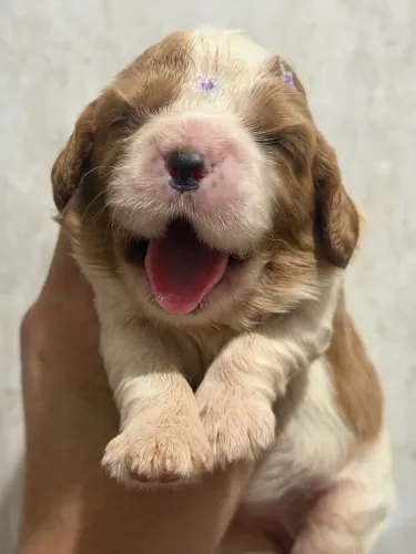 Cavalier king disponível blenheim casal