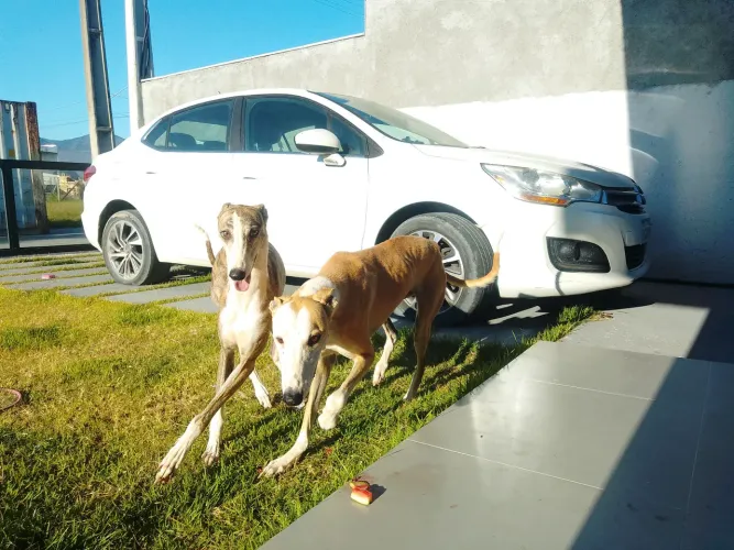 Vendo Galgo English 1000$ as duas fêmeas pura