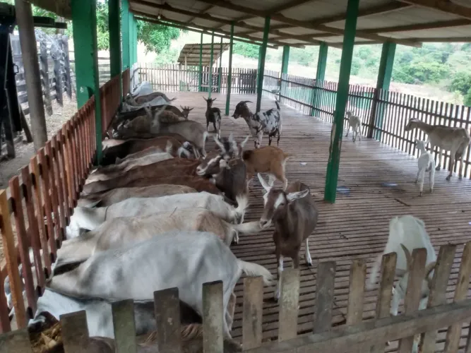 Cabras toggemburgo e sani