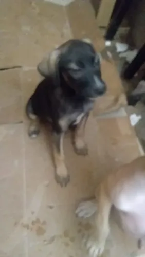 doação de animais