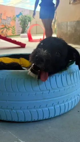 Cachorro ?