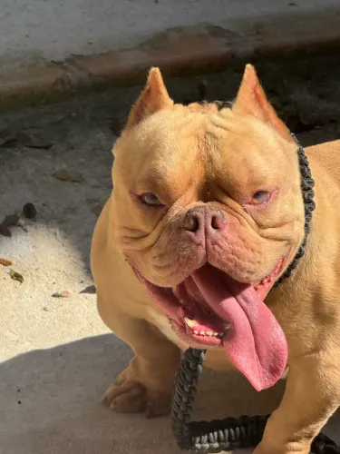 LILAC MICRO BULLY - COBERTURA COM PEDIGREE VALOR: R$500