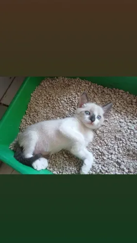 Gatinha para adoção responsável