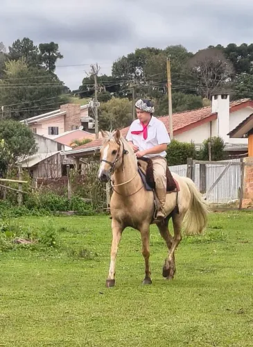 Cavalo baio graudo