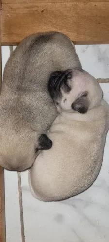 Filhotes de Pug