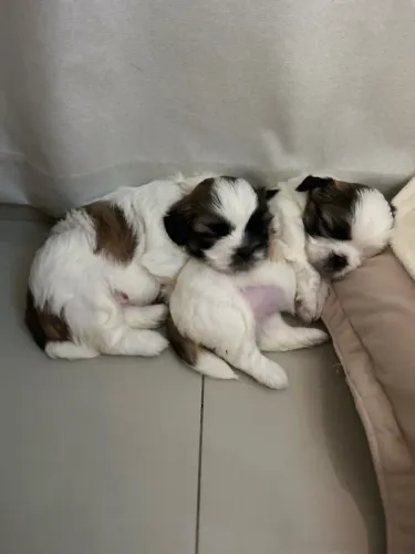 Filhote Shih Tzu macho R$ 950,00