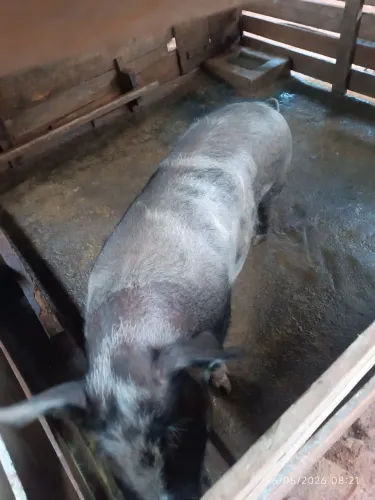Leitoa caipira só tratada com milho 