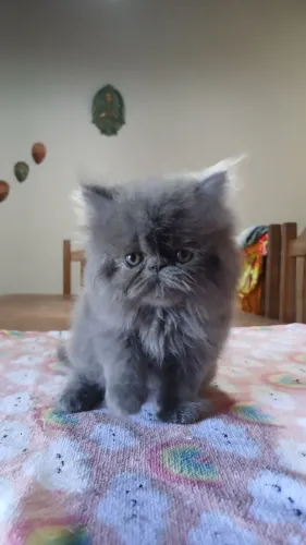 GATOS RAÇA PERSA com 2 meses de nascidos