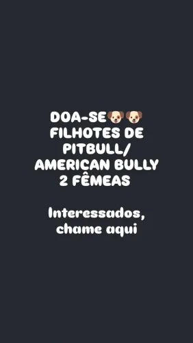 DOA-SE FILHOTES PITBULL/AMERICAN BULLY