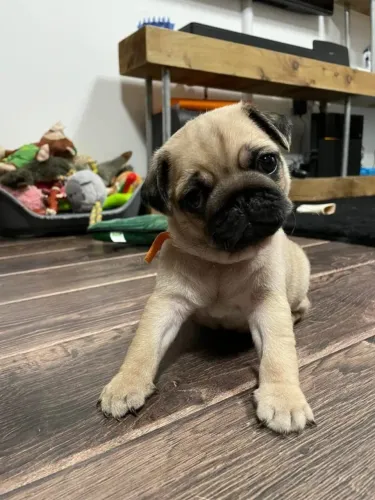 Filhotes de Pug | Fofura que combina com qualquer lar.