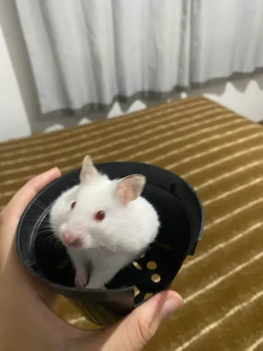 Hamster sírio 