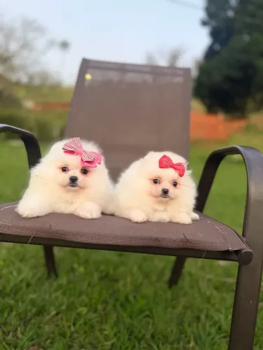 Lulu da pomerania de alto padrão