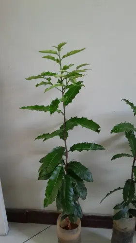Espinheira Santa - Maytenus ilicifolia (Vendo mudas de 50 a 80 cm)