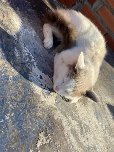 Estou doando esse gatinho 