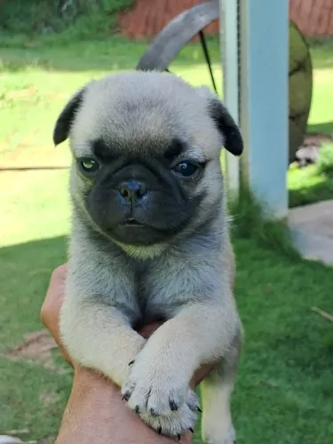 Pug Alemão Macho Excelente para Companhia | Suporte Veterinário